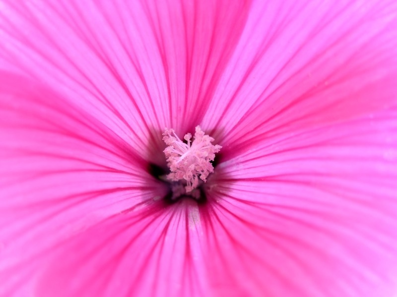 Розовые половые губки крупным планом фото