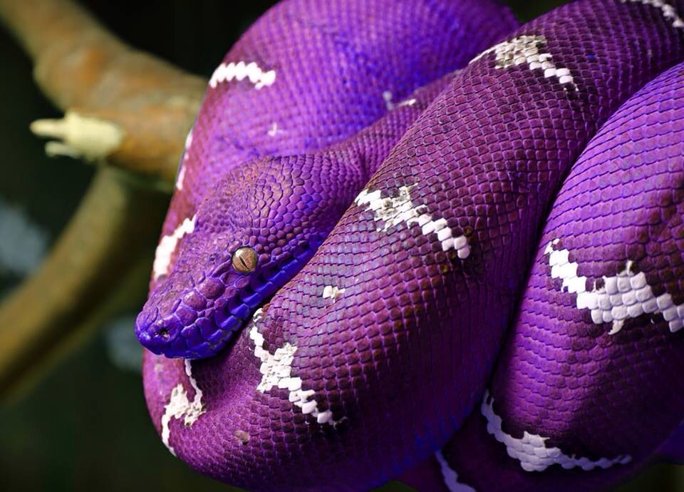 Цветная Змея Фото
