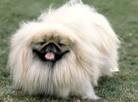 http://trikky.ru/files/2009/10/dog-pekines.jpg