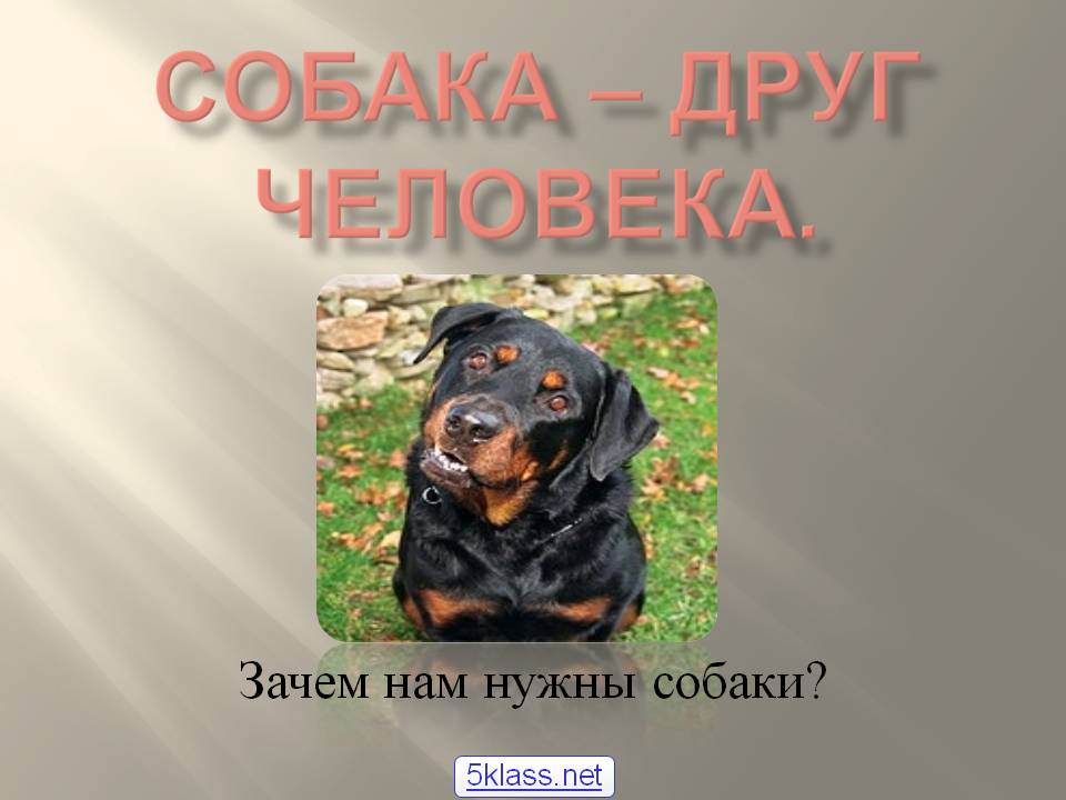 Все о собаках презентация