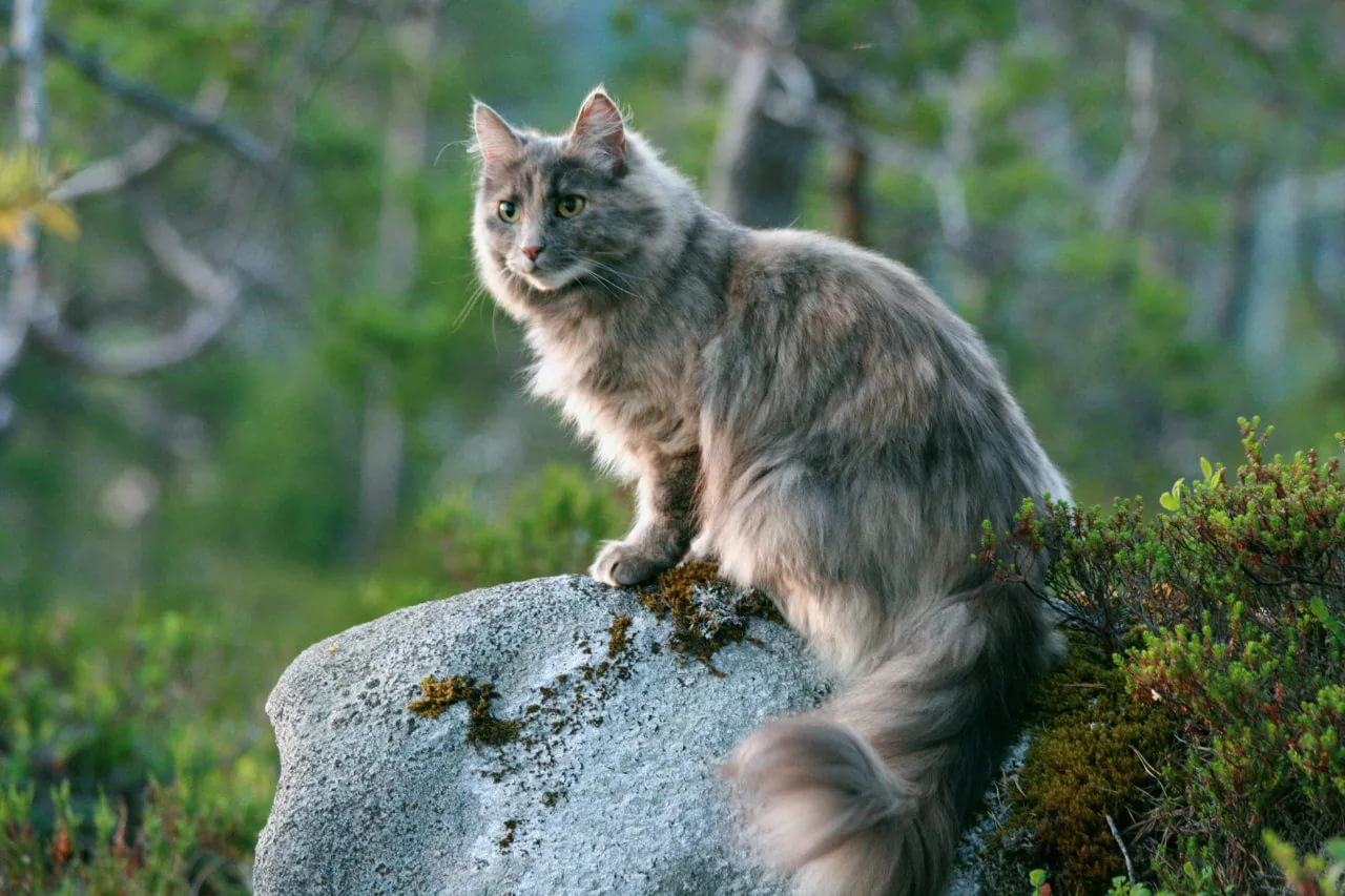 Норвежская лесная. Скандинавский Лесной кот. Лесной кот Нибелунг. Норвежская Лесная кошка серая. Дикая Норвежская Лесная кошка.