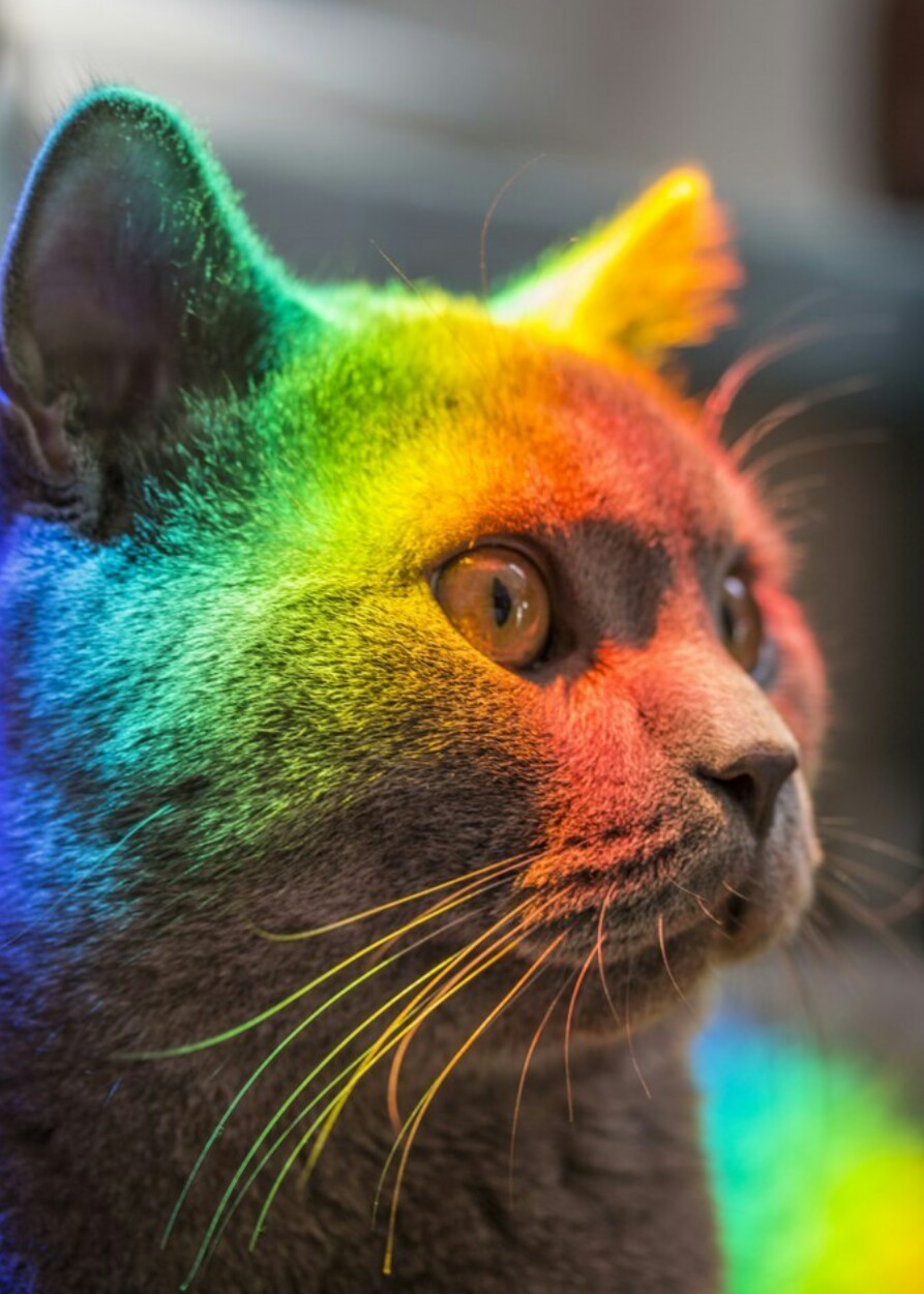 разноцветные котики картинки