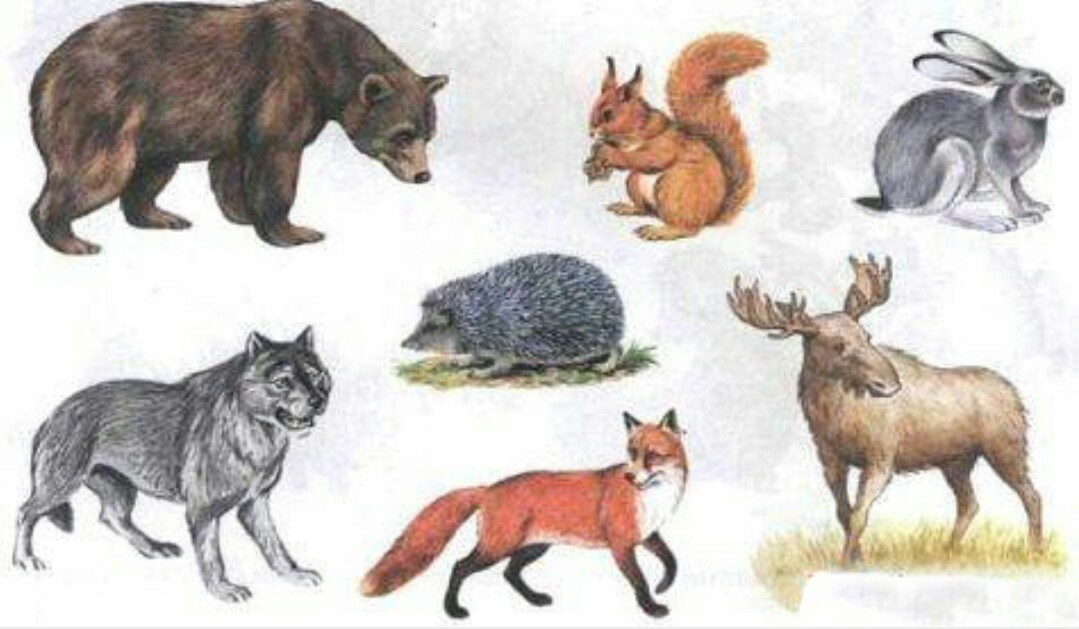 Урок дикие животные. Заяц медведь еж Лось волк лиса. Лиса, волк, заяц, ёж, медведь, белка. Кыргый хайваннар. Дикие животные.. Волк (заяц); (лиса); (медведь); (еж); для детей.