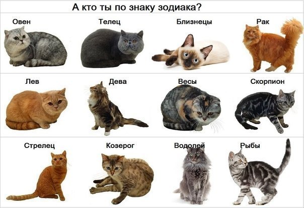 Какая кошка подходит вам по Знаку Зодиака? — Трикки — тесты для девочек