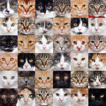 Какой окрас кошки подходит тебе? — Трикки — тесты для девочек