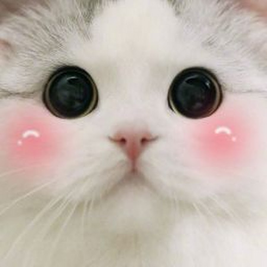 Милый котик с розовыми щеками