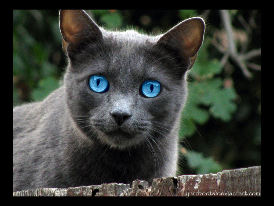 Порода серой кошки с серыми глазами. Порода Охос азулес. Порода кошек Охос азулес. Охос азулес кошка черная. Охос азулес серый.