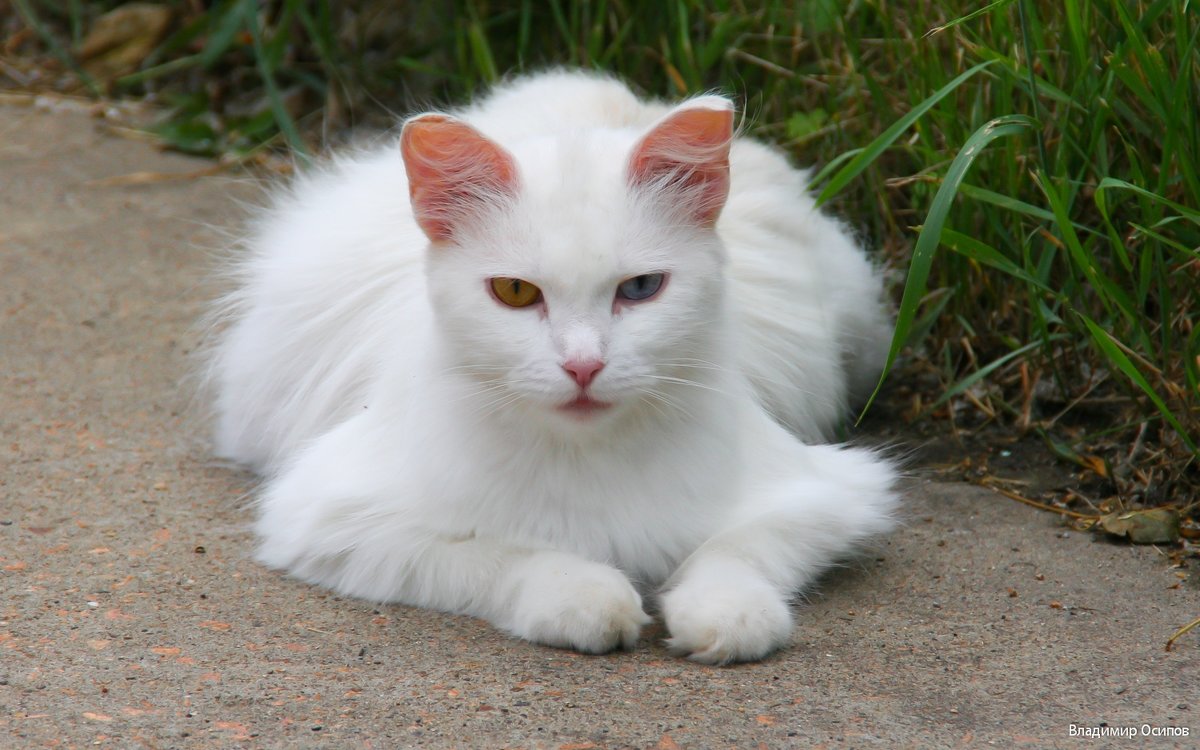Возьму белую кошку. Турецкая Ванская кошка. Турецкий Ван порода кошек. Ван (турецкая кошка Ван). Турецкий Ван кошка белая.