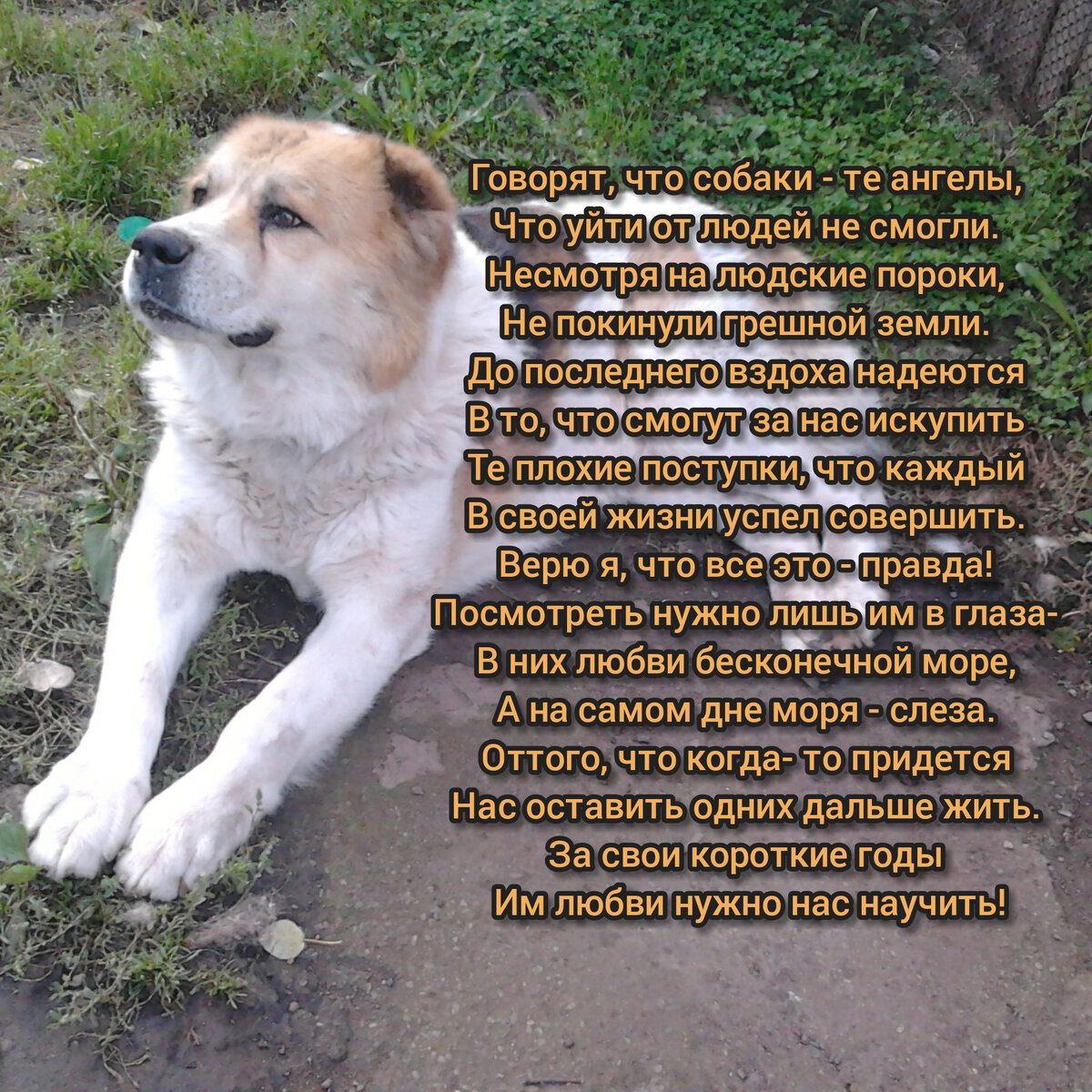 Красивые стихи про собак