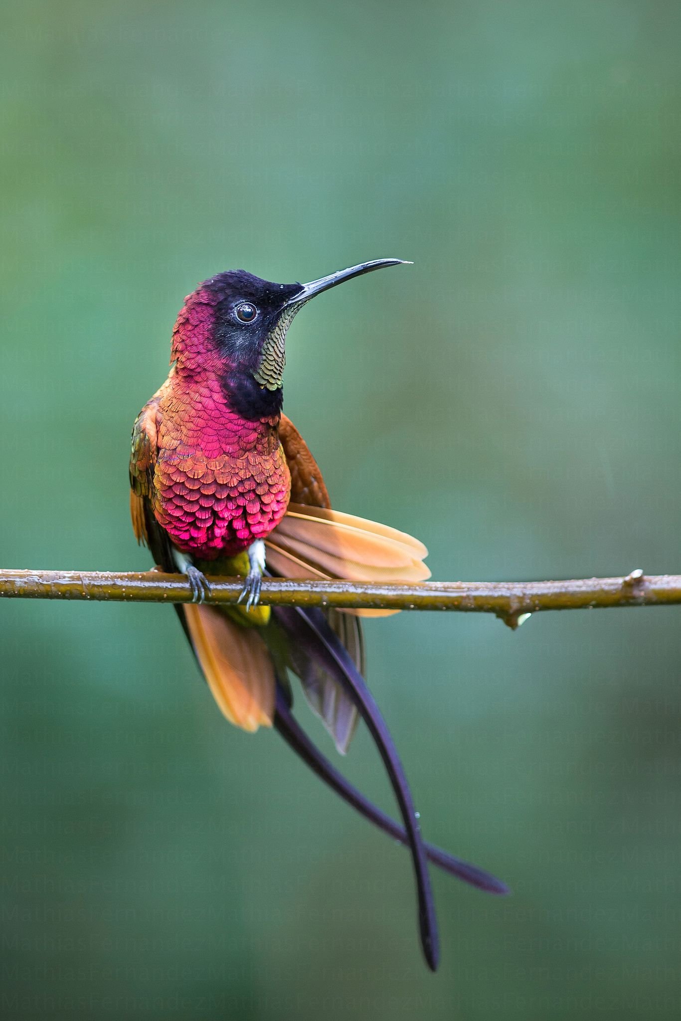 колибри птица фото картинки красивые настоящие