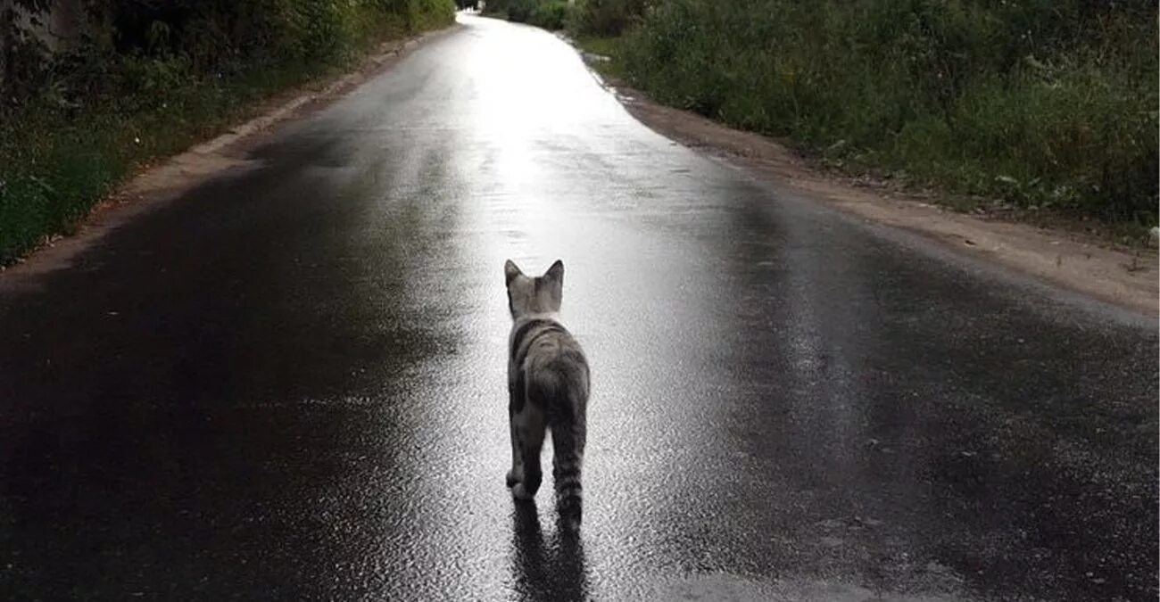 Никуда домой. Кот уходит. Кот на дороге. Котенок на дороге. Уходящая кошка.