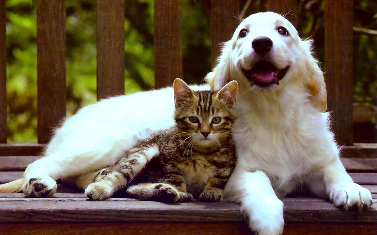 Фото собак с кошками