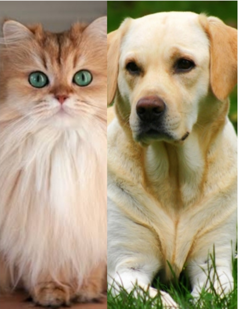 Кошка или собака, кто тебе больше подходит? — Трикки — тесты для девочек