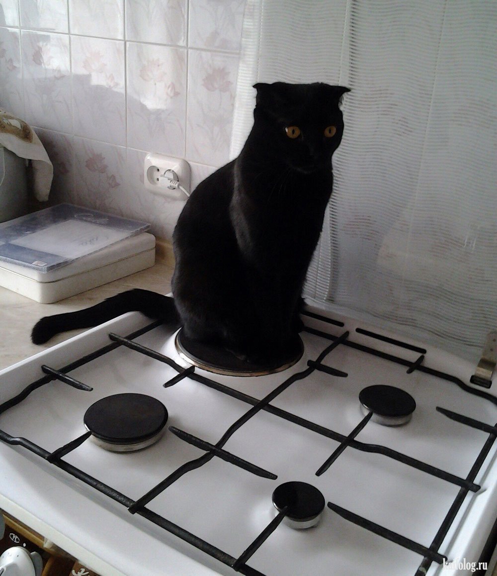 Включи выключи котов. Кот на плите. Кот сидит на плите. Чайник в виде черного кота для газовой плиты. Черный кот на плите.