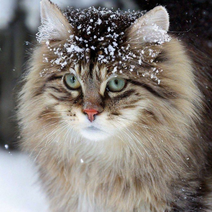 Нейрокотики. Мокрый Сибирский кот. Сибирский кот жмурит глаз. Сибирский кот темно кремовый. Кот который самый Сибирский кот который облитый.