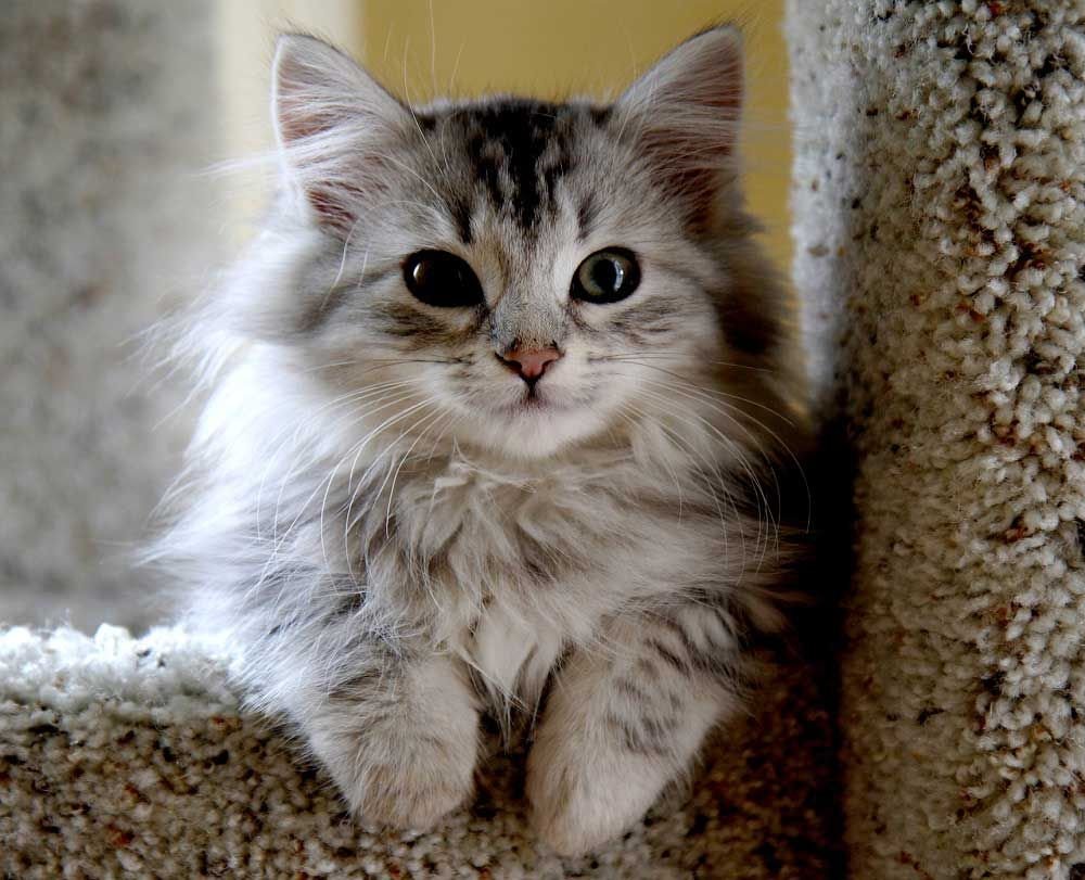 Сибирская кошка картинки