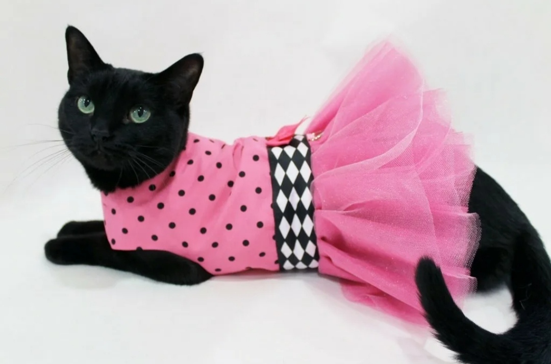 Кошечка в платье. Одежда для кошек. Кот в одежде. Кошка в платье. Одежда для кошечек.