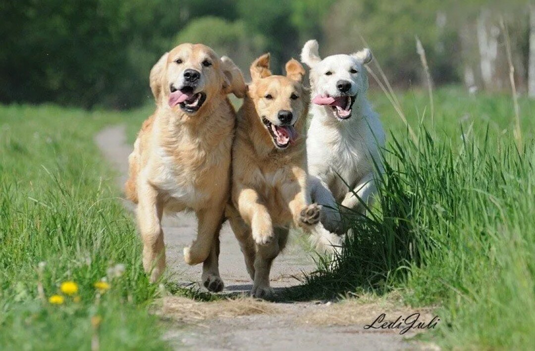 3 собаки видео. Три собаки. Собака друг. Счастливая собака. Собаки вместе.