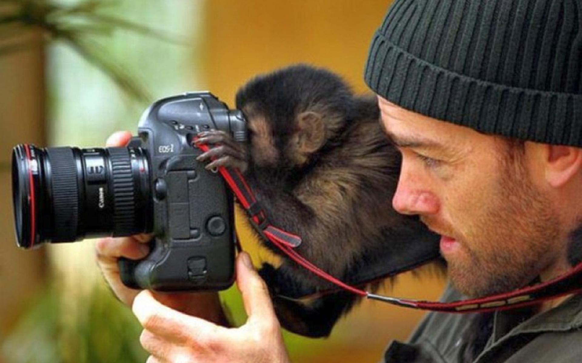 Интересные фото. Животные с фотокамерой. Звери с фотоаппаратом. Обезьяна с фотоаппаратом. Фотограф и животные.