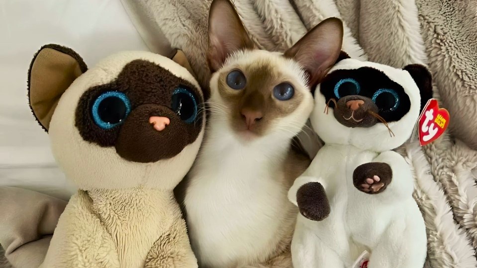лого