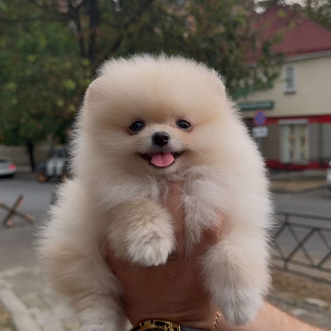Померанский Шпиц