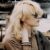 firiel