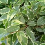 Аватар (Лиза)