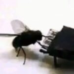 Картинка для Арка🐇