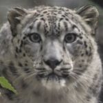 Аватар (Leopardo de las Nieves)