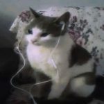 Картинка для Anil