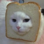 Картинка для ~Cat in a bread hat🍞~