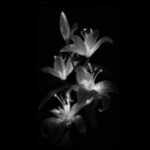 Аватар (июньская лилия)