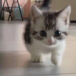 Аватар (marrlaaa)