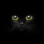 Аватар (Чёрная кошка в ночи)