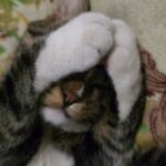 Картинка для tuejul