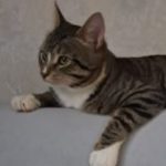 Картинка для tuejul