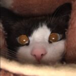 Картинка для ミ★ котик под одеялом ★彡