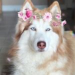 Картинка для 🌷💙🐕Хаски🐕💙🌷