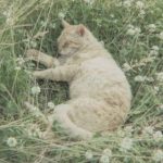 Аватар (КАЧАЮ ИДЕАЛЬНУЮ АКТИВНОСТЬ В КЭТВАРЕ)