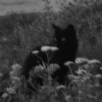 Картинка для александр пIся