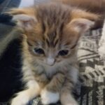 Картинка для ≈Госпожа≈