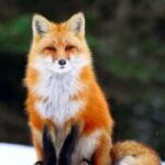 Картинка для Пушистая лисичка