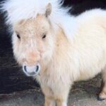 Аватар (GPT-поняшка)