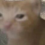 Аватар (ума палата дороже злата)