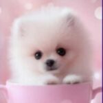 Аватар (Лили Уизли но не пупсик)