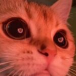 Аватар (Катерина)