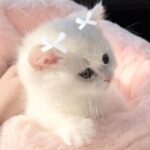 Картинка для pizza 🍕{winter girl❄️}