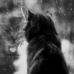 Картинка для [[забытый аккаунт]]