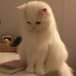 Аватар (Василиса)