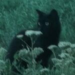 Аватар (☆ ׁ ׅ ⲛⲟⲛⲁ𖥔ⲙⲉ . ֗ ౿)